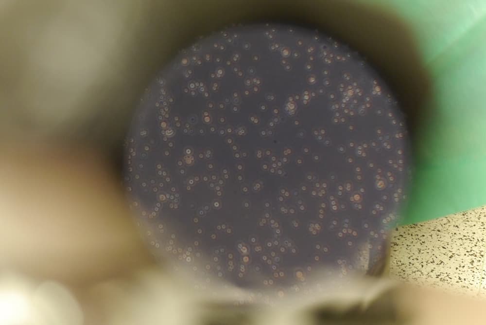 Cartilage cells being processed for scaffold-based regeneration